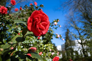 Pink red camellia flowers. Camellia Japanese flower buds on a blossoming bush in spring summer garden. Tender petals among green leaves. Floral background with selective focus. Macro flower bloom. clipart