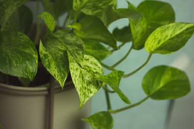 Epipremnum golden, Epipremnum aureum is a deciduous climbing plant of Araceae family. A plant with green heart-shaped leaves grown in a grey pot at home. Plant grows in stylish flower pot indoors.