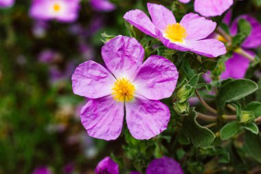 Cistus creticus 'Rock Rose' pink flowers. Cistus incanus. Evergreen Mediterranean native blossoming plant in spring summer garden. Wild nature flower with yellow stamens surrounded by crepey petals.