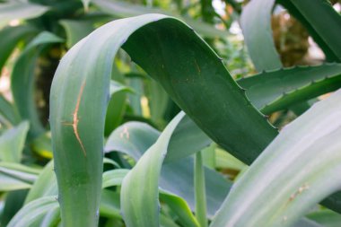 Mavi-yeşil Agave parrasana yaprakları botanik bahçesinde büyüyen keskin dikenli üst manzara. Meksika 'nın asparagaceae egzotik sulu bitkisi farmakolojide, kozmetik ürünlerde kullanılır. Kaktüs sulu.