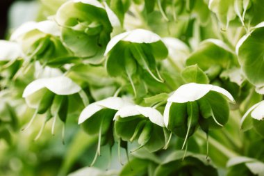 Helleborus viridis ya da Ranunculaceae ailesinin çiçek açan yeşil karabasan. Küçük yeşil çiçek yapraklı zehirli bir bitki. Piç kurusu, ayı ayağı vahşi doğada, bahçede büyüyor..
