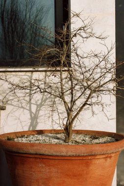 Potted leafless small tree with bare branches growing outdoors in a large brown terracotta flower vase, pot near a private residence house. Growing plants, trees in home garden. Vertical photo. 
