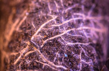 Kök sistemi kapanıyor. Bitkinin köklerinin birbirine dolandığı bir toprak parçası, yukarıdan kırmızı arka plan manzaralı bir saksı. Bitkileri yenilemek, çiçek bakımı. Evde bahçıvanlık. Yeşillendirme.