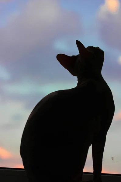 梦幻般的家猫轮廓 坐在窗台上 面对着夜晚的蓝天 从窗户向外张望 与一只秃头的小猫在家里的垂直照片 加拿大狮身人面像猫 — 图库照片