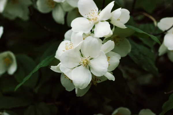 Blühende Jasminbüsche Mit Weiß Blühenden Duftenden Blütenblättern Auf Dunkelgrünem Hintergrund — Stockfoto