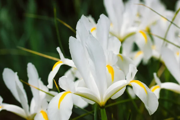 白色的Iris Hollandica壁纸 我长着黄色的雄蕊 观赏杂交种美丽的球茎植物 在春天植物园 夏天花坛盛开 春天的花节 — 图库照片