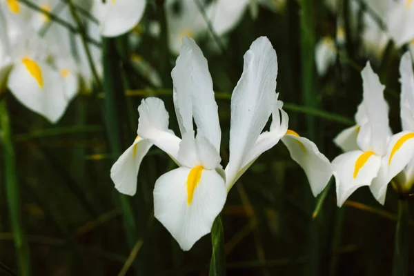 White Iris Hollandica Wallpaper Irises Yellow Stamens Ornamental Hybrid Beautiful — 图库照片