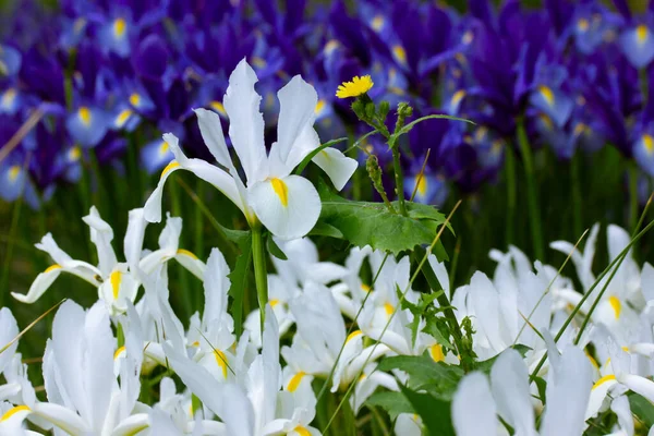 白色和蓝色Irises Hollandica墙纸 观赏杂交种美丽的球茎植物 在春天植物园 夏天花坛盛开 春天的花节 绽放的美丽 — 图库照片