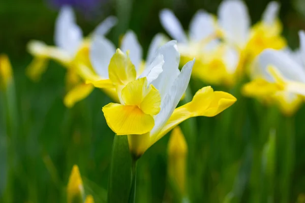 White Yellow Iris Hollandica Wallpaper Irises Background Ornamental Hybrid Beautiful — 图库照片