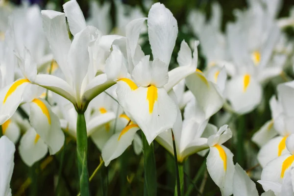 白色的Iris Hollandica壁纸 我长着黄色的雄蕊 观赏杂交种美丽的球茎植物 在春天植物园 夏天花坛盛开 春天的花节 — 图库照片