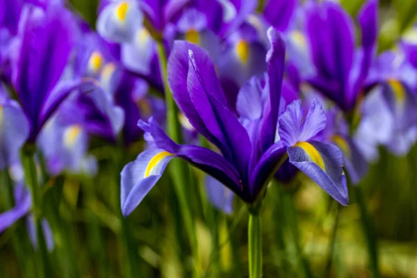 Blue Irises Hollandica Wallpaper Ornamental Hybrid Beautiful Bulbous Bulb Plants — Stock Photo, Image