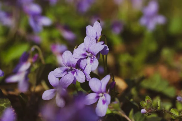 盛开的森林紫罗兰芬芳 小而芬芳的紫罗兰花朵在绿色的自然背景下盛开 丁香野花盛开在花园 树林里 春天的风景 有选择的重点 — 图库照片