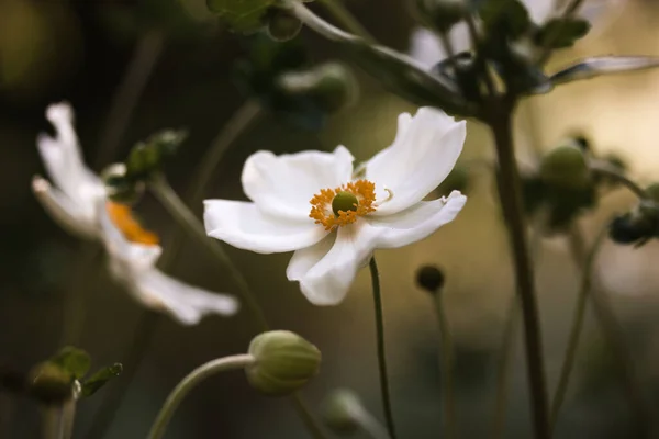 Шпалери Anemone Japanica Honorine Jobert Красиві Пелюстки Білих Квітів Крупним — стокове фото