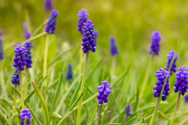 蓝紫色的麝香或老鼠水仙花 开在自然的绿色背景上 花园灯泡和多年生墙纸 第一个春天在花园 公园里开花的植物 草坪上的早花 — 图库照片