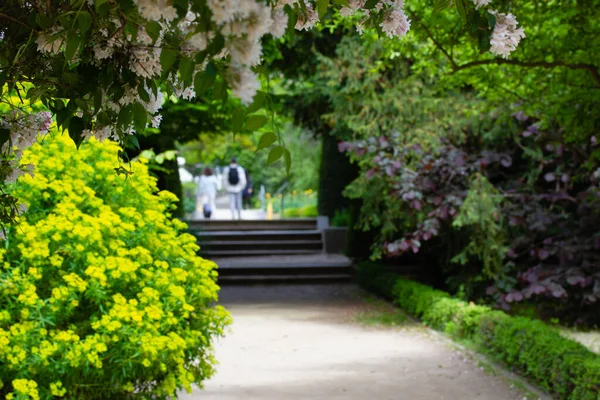 Egyenes Földút Sétálni Botanikus Kertben Tavasszal Vagy Nyáron Nap Nyírt — Stock Fotó