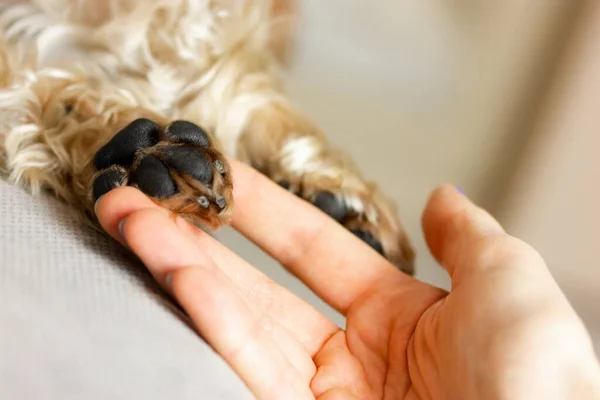 Doggy paws in a woman\'s hand. Human contact with a beloved pet. Small cute purebred Yorkshire Terrier dog sleeping on a couch, in bed. Brown golden puppy, doggy, lapdog. Canine breed. Domestic animal