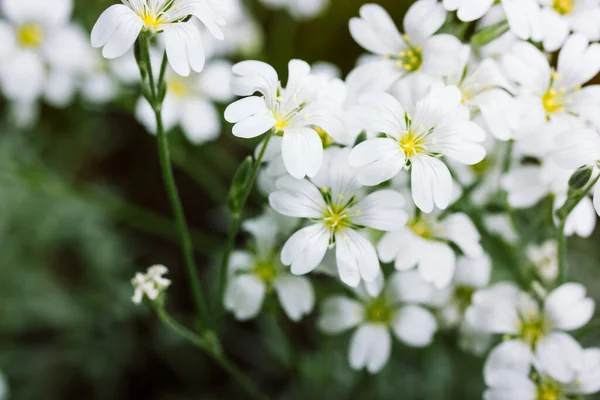 Gypsophila Gypsy White Perennials Bloom Numerous White Flowers Fragrant Petals — 스톡 사진