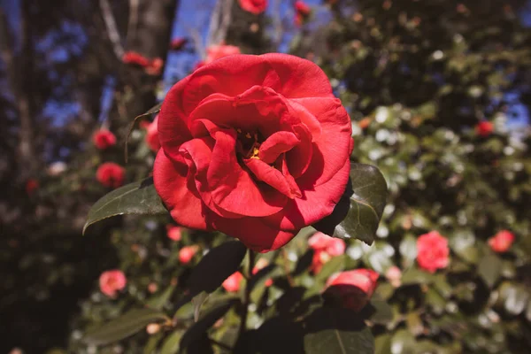 Рожеві Червоні Квітки Камелії Японські Квіткові Бутони Camellia Квітучому Кущі — стокове фото