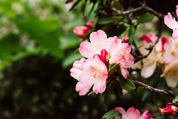 Кущі Рододендрона Персі Вайзмана Мініатюрні Рожеві Пелюсткові Квіти Японської Азалії — стокове фото