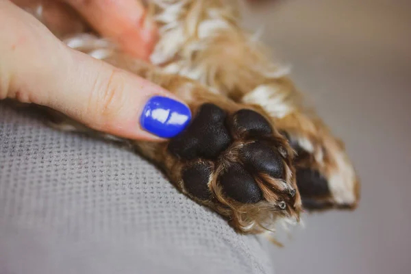 Doggy paws in a woman\'s hand. Human contact with a beloved pet. Small cute purebred Yorkshire Terrier dog sleeping on a couch, in bed. Brown golden puppy, doggy, lapdog. Canine breed. Domestic animal