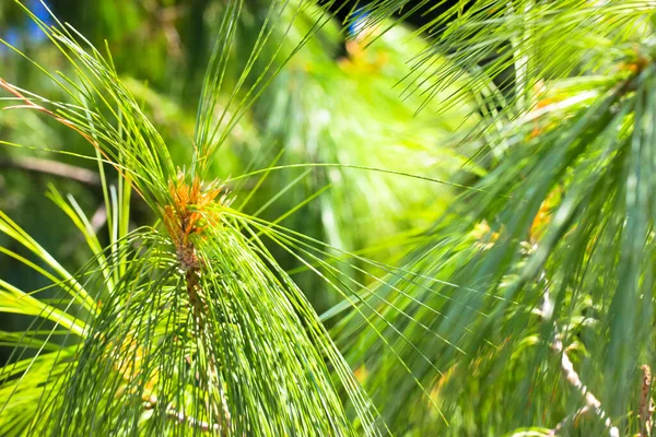 Pine Branches Background Long Thin Fresh Green Spiny Needles Spruce — Fotografia de Stock