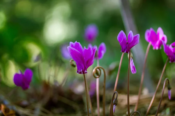 Pink Lilac Cyclamen Hederifolium Flowers Grow Forest Edge Botanical Garden — Stock Photo, Image