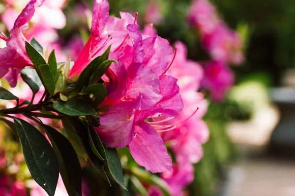 Rhododendron Japanese Azalea Anne Frank Species Flowering Perennial Shrub Full — Stock Photo, Image