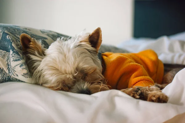 Pretty Little Yorkshire Terrier Dog Dressed Yellow Sweatshirt Sleeps Sweetly — Fotografia de Stock