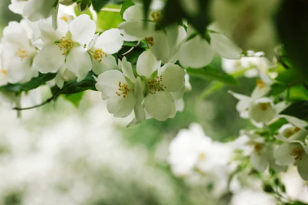 stock image Blooming jasmine bushes with white blossoming fragrant flowers petals on light green background in a spring summer botanical garden. Beautiful blooming bush, flowering bushes in May selective focus.