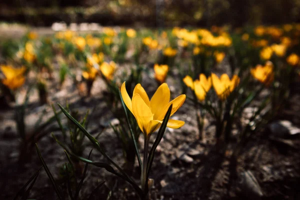 黄色的番红花红花黄是一种多年生草本植物 在早春公园 花园盛开 春天时节花草 户外生长的番石榴球茎花 — 图库照片