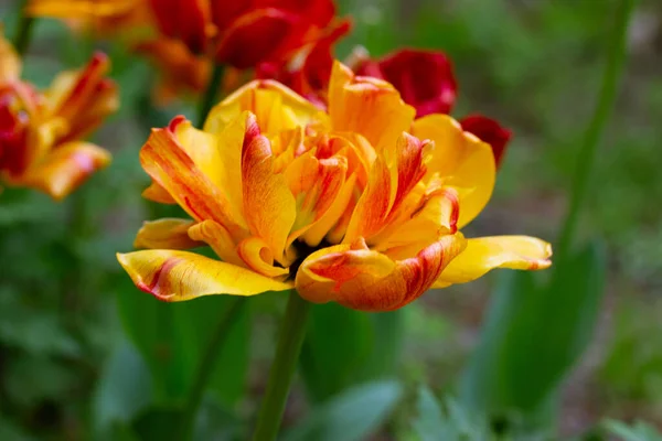 Stock image Terry tulips of Sun Lover variety. Bulb orange plants. Growing cultivating ornamental bulbs in spring summer garden. Flower festival in Amsterdam. Double Beauty Of Orange petals on green background.