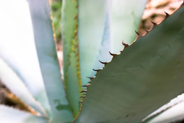 鋭い棘のある巨大な青緑色のアガベの葉 成長中の花 植物園 アスパラ科の背景のテクスチャ 薬理学 化粧品製品に使用されるメキシコのエキゾチックな植物 サボテン多肉植物 — ストック写真