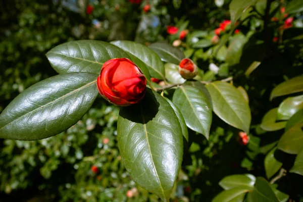 Pink Red Camellia Flowers Camellia Japanese Flower Buds Blossoming Bush — Stock Photo, Image