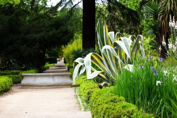 Egyenes Földút Sétálni Botanikus Kertben Tavasszal Vagy Nyáron Nap Zöld — Stock Fotó