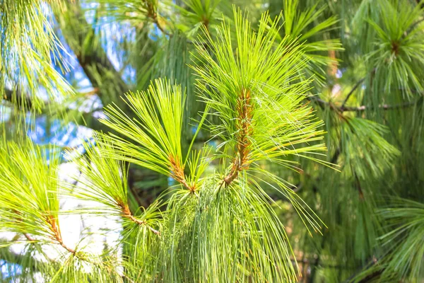 Pine Branches Background Long Thin Green Yellow Spiny Needles Spruce — Stock Photo, Image