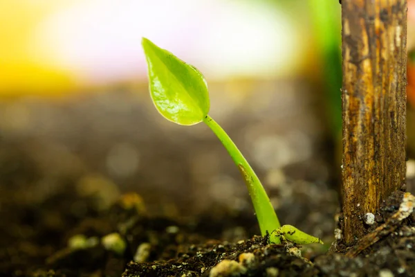 Green Sprout Seeding Growing Sol Flower Pot Home Garden Young — Φωτογραφία Αρχείου
