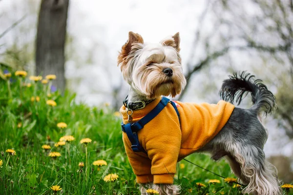 Pretty Little Cute Dog Yorkshire Terrier Breed Walking Green Flowering — Stock fotografie