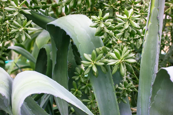 Blue Green Agave Parrasana Leaves Sharp Spines Succulents Growing Botanical — Fotografia de Stock