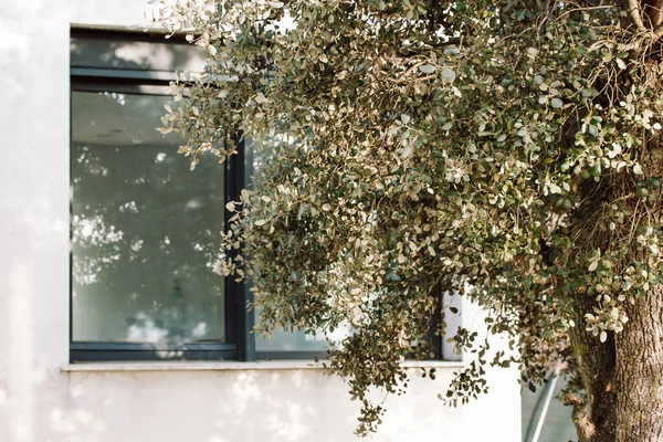 stock image Green deciduous tree against the backdrop of a modern white house with a large window. Concept of home, nature, eco-friendliness. Patio villa cottage details. Home garden