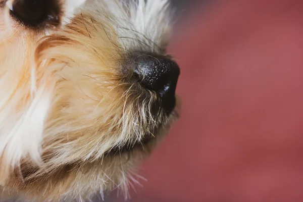 Close Portrait Yorkshire Terrier Cute Little Dog Doggy Puppy Hairy — Fotografia de Stock