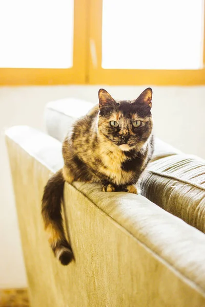 Portrait Domestic Turtle Cat Sitting Couch Home Interior Pet Looking — Fotografia de Stock