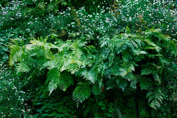 Folhas verdes da planta sensível, planta sonolenta (mimosa pudica) no fundo  verde e roxo, mostrando o significado de tímido
