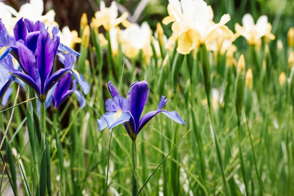 蓝色Irises Hollandica墙纸 观赏杂交种美丽的球茎植物 在春天植物园 夏天花坛盛开 春天的花节 秀丽的自然景观 — 图库照片