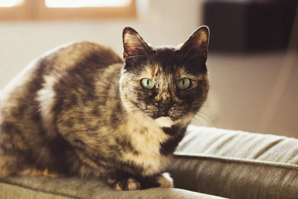 家养乌龟猫坐在家里的沙发上的肖像 一只宠物在看相机 三色深褐色和黑色猫科动物 有绿色的眼睛 室内有严重的口吻 一只可爱的小猫 — 图库照片