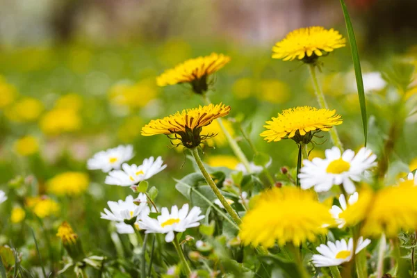 Spring Flowers Green Lawn Glade Grass Yellow Dandelions White Daisies — 스톡 사진