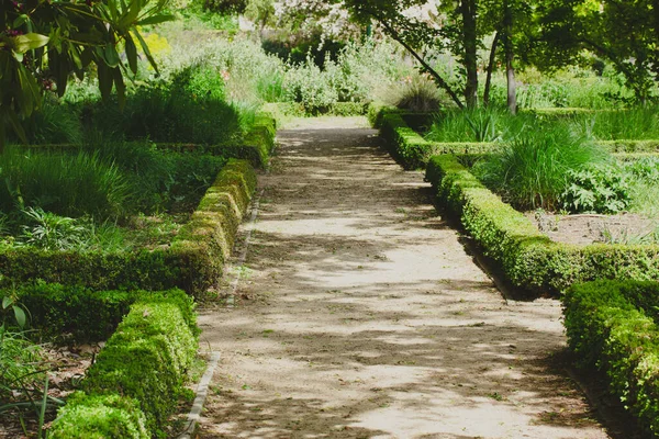 Straight path, ground road for walks in botanical garden in spring or summer day. Trimmed green bushes, deciduous trees, landscaping. Gardening, landscaping concept. Green nature without people.