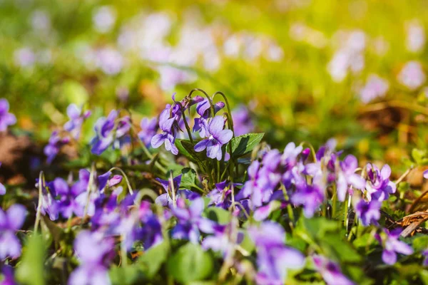 盛开的森林紫罗兰芬芳 小而芬芳的紫罗兰花朵在绿色的自然背景下盛开 丁香野花盛开在花园 树林里 春天的风景 有选择的重点 — 图库照片
