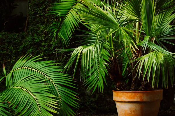 Nádherné Palmy Čerstvě Zelenými Listy Rostoucími Hrnčích Malé Palmy Tmavém — Stock fotografie