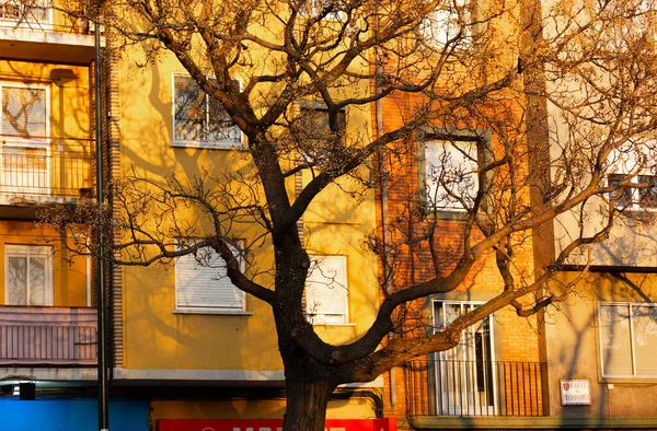 Zaragoza Spain February 2023 Branching Tree Leaves Yellow Residential House — Stok fotoğraf