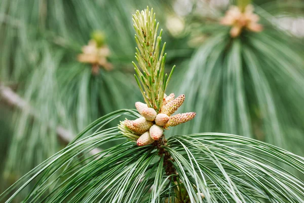Young Cones Pinus Nigra Austrian Pine Black Pine Beautiful Long — 스톡 사진